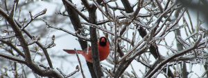 Visit Medina County - Cardinal Winter